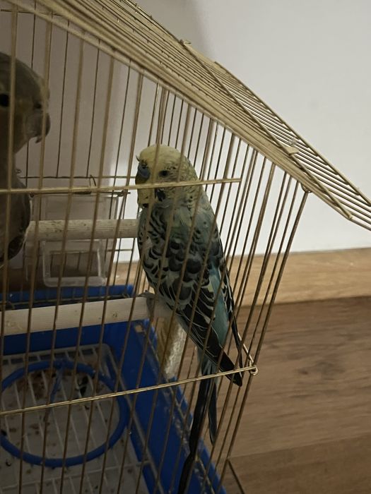 Папугай большой әдемі