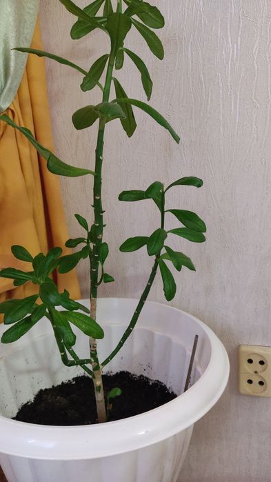 Комнатные растения