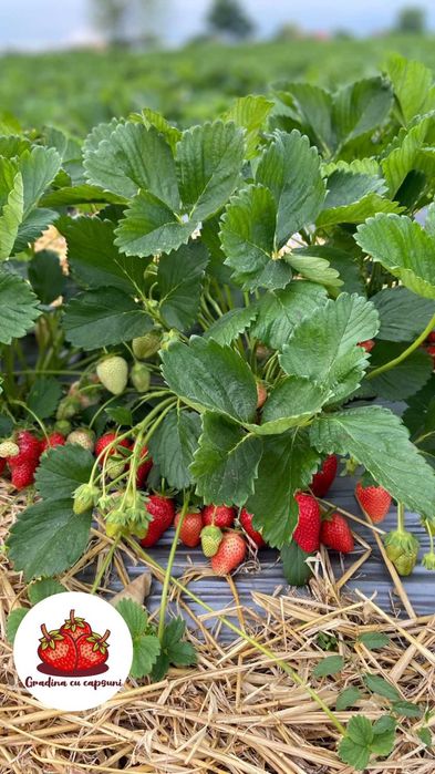 Vand stoloni soiul albion si diverse soiuri anuale Asia,Alba