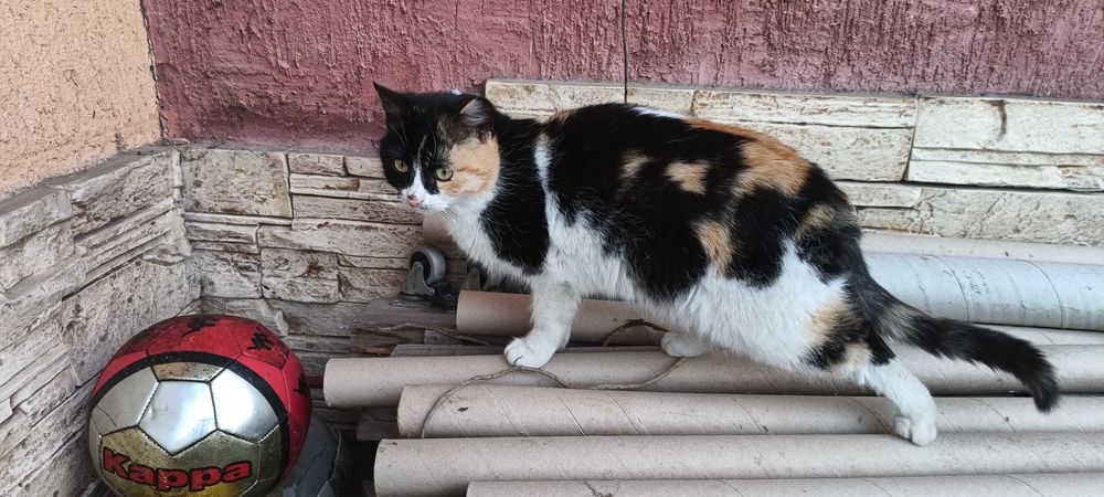 Подарявам малки котета