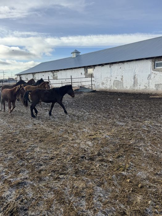 Продам лошадей тай