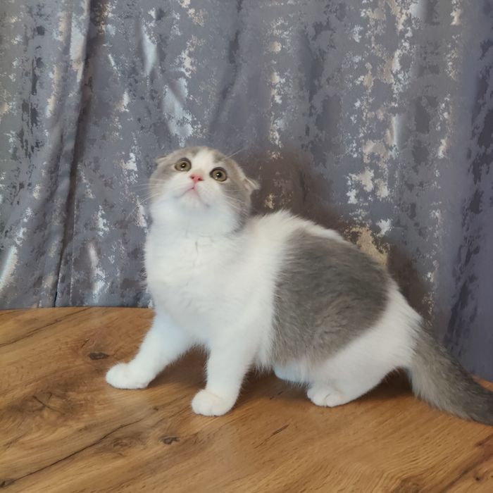 Котята разной породы