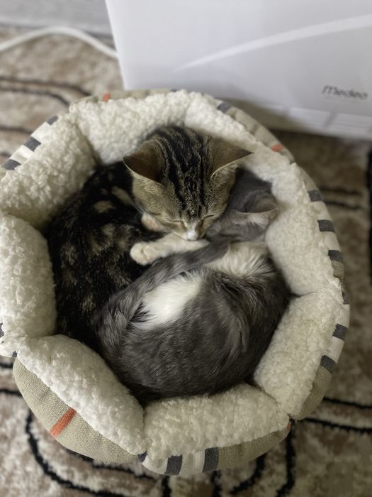 Отдам хорошие руки котята