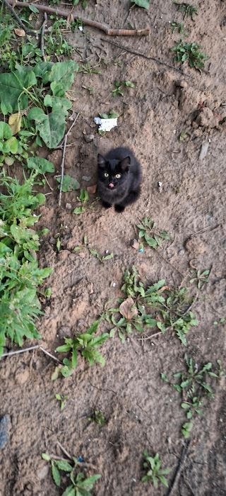 Котенок в добрые руки