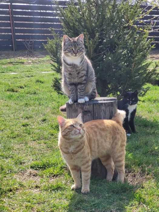 Pensiune Canina ,Pisicuțe și orice animalul de companie "HOME"