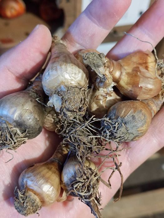 Bulbi de lalele, narcise. Lichidari de stoc. Preturi engros.