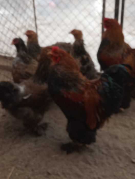 Vind Brahma Poternichiu