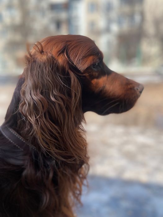 Кобель для вязки Ирландский сеттер