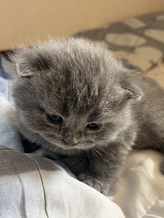 Scottish Fold продается