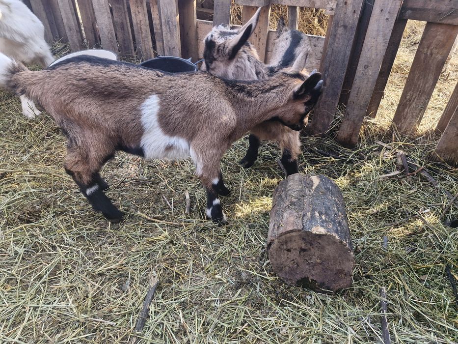 Iezi de vanzare viu sau carcasa