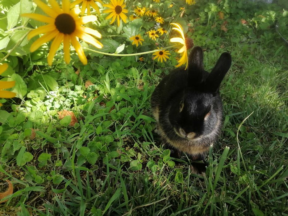 Karlik tikka quloq sames (erkak)