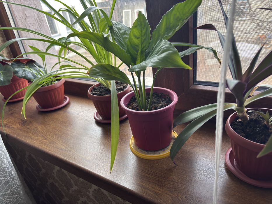 Цветы по разным ценам