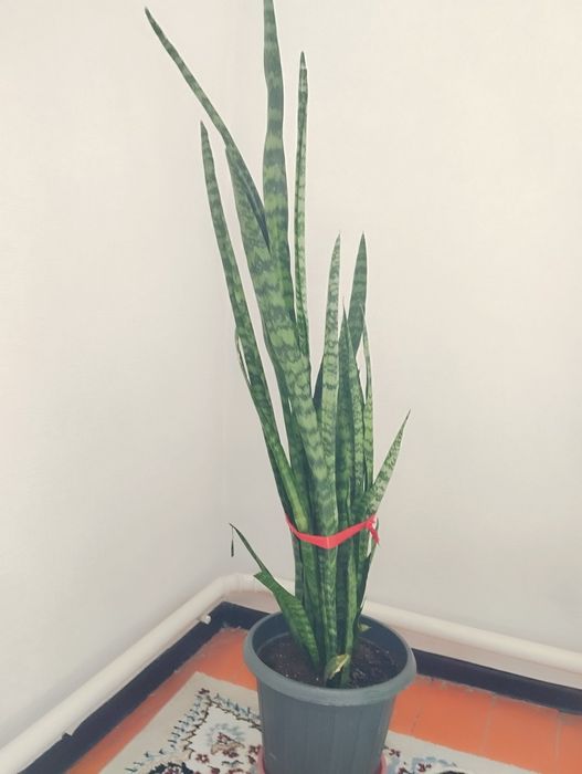 Цветы Сансеверия