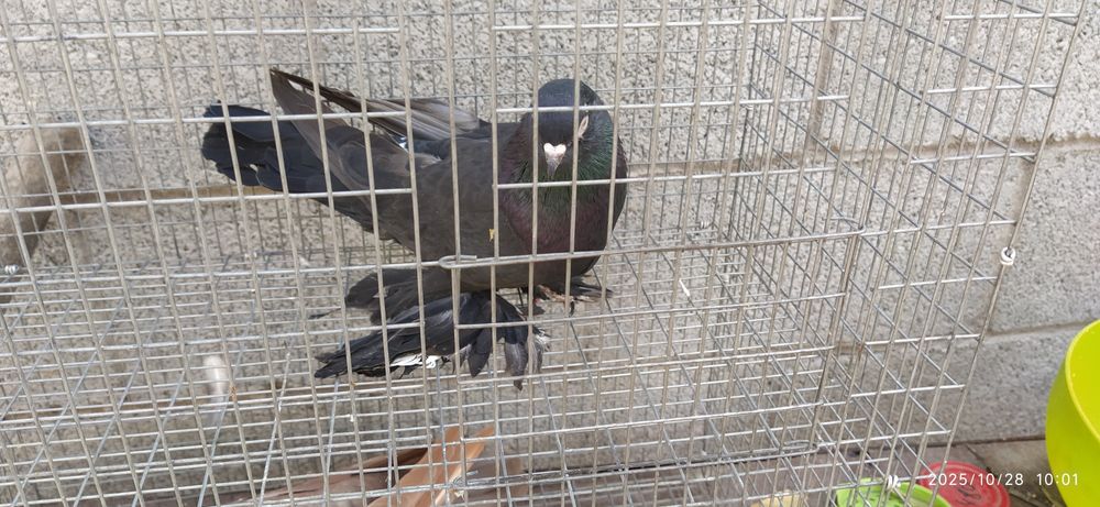 Молодой Жук голубь