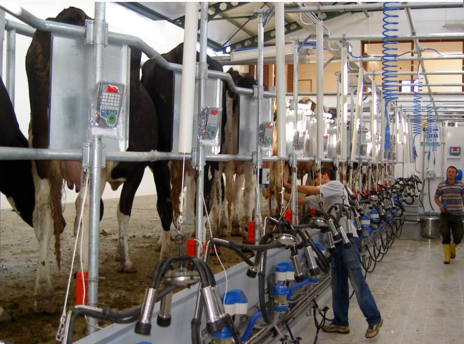 Доильный Зал.Согим зали