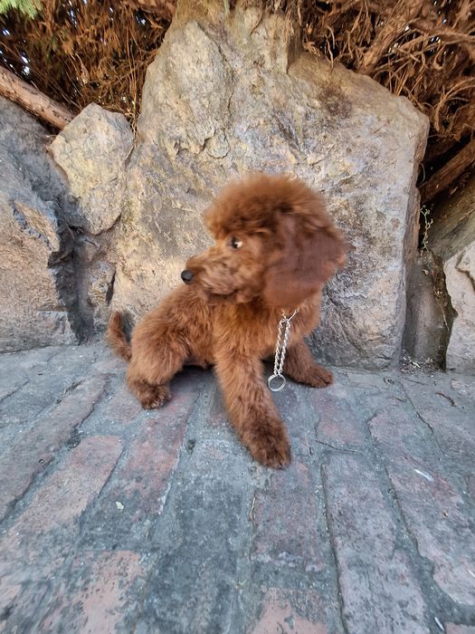 Pudel/Caniche mascul
