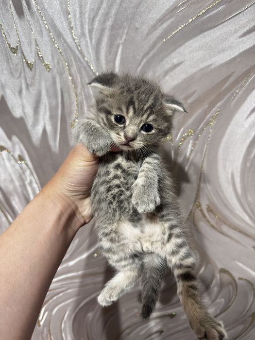 продам котят шотландские