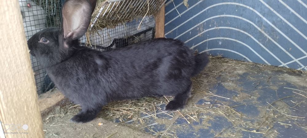 Iepuri de rasa berbec și fluture negru