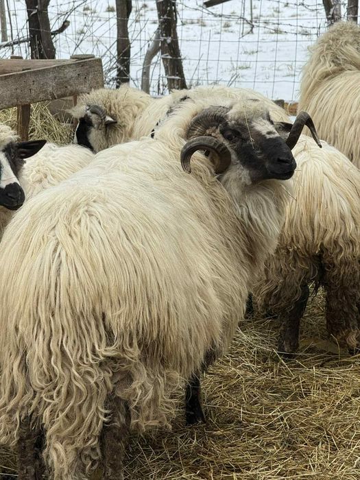 Berbec de 3 ani,face produși foarte buni