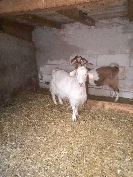 Capre de vanzare 16 LEI KG . com.Garbovi Jud. Ialomita