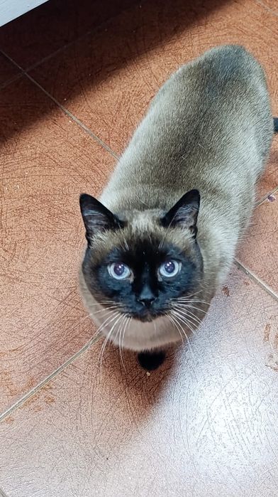 Шикарный котик молодой