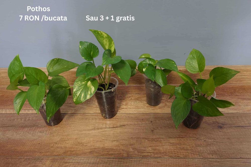 Plante de apartament