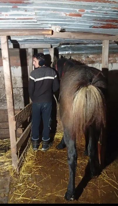 De vânzare mânză,2 ani !