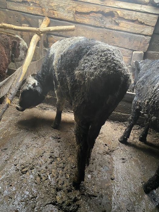 Продам бычка на откорме