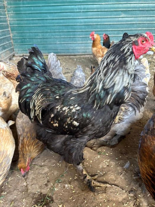 Куры домашнии      .