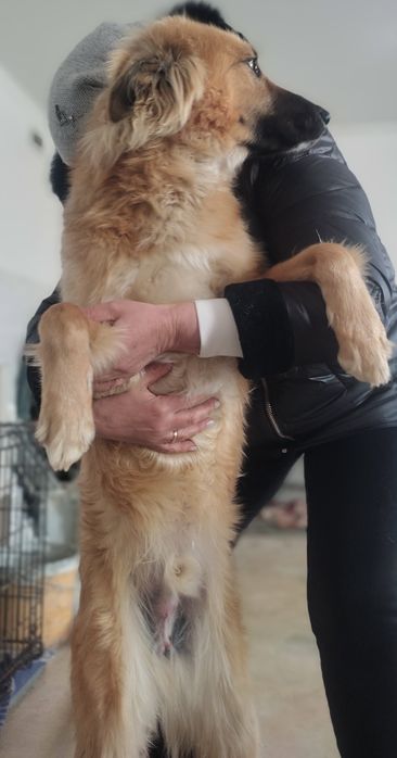 Молодой красивый кобель