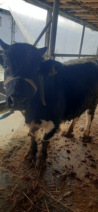 Buqa sotiladi yemlangan