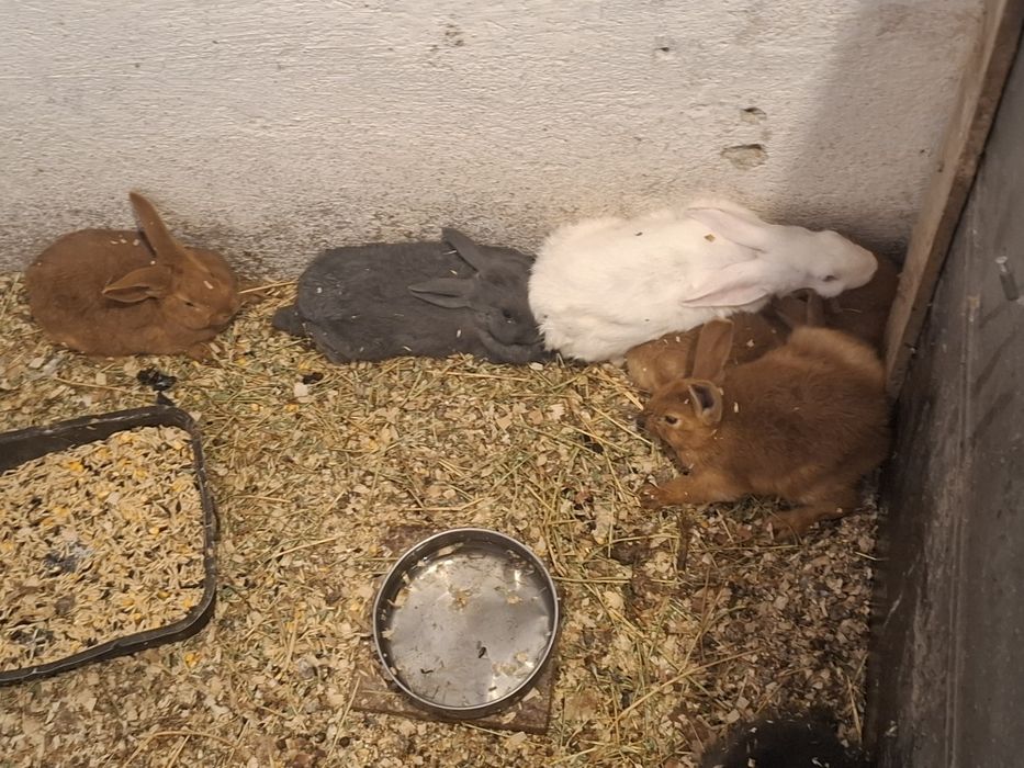 Iepuri hycole si neozeelandez rosu