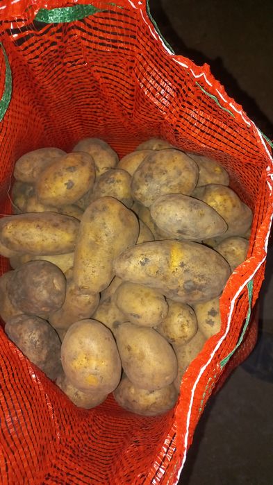 Продам картофель