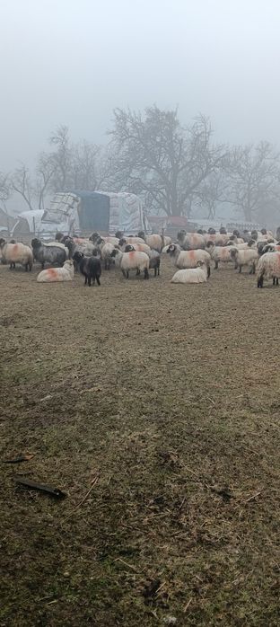 Oi rasă țurcană de vânzare