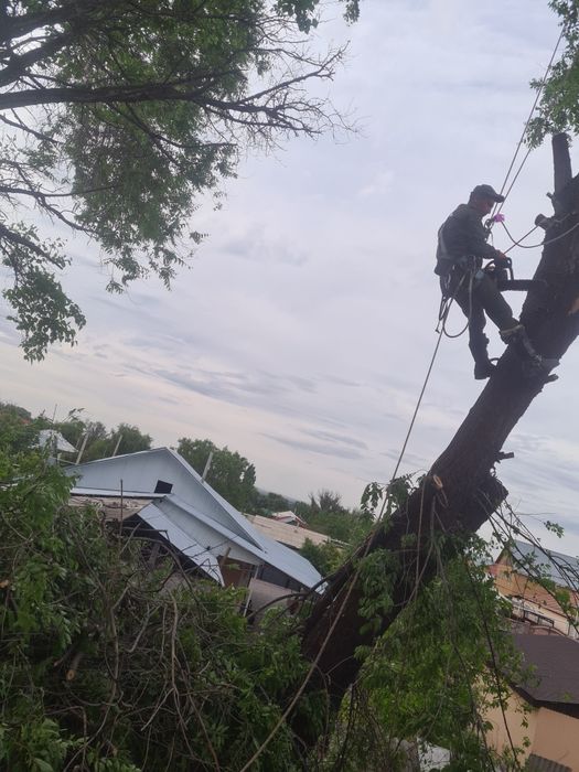Спил деревьев обрезка плодовых
