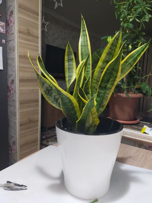 Комнатные растения цветы