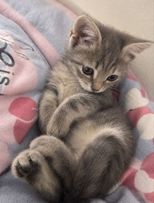 Котенок в добрые руки