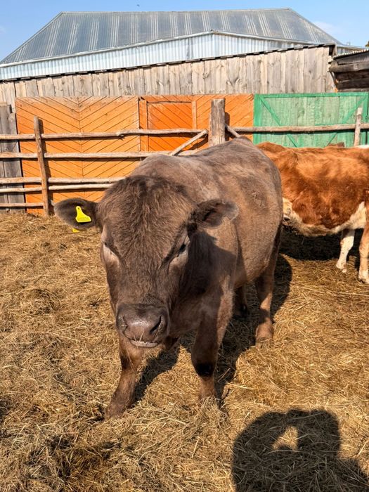 Продам быка ангус с аулеколь