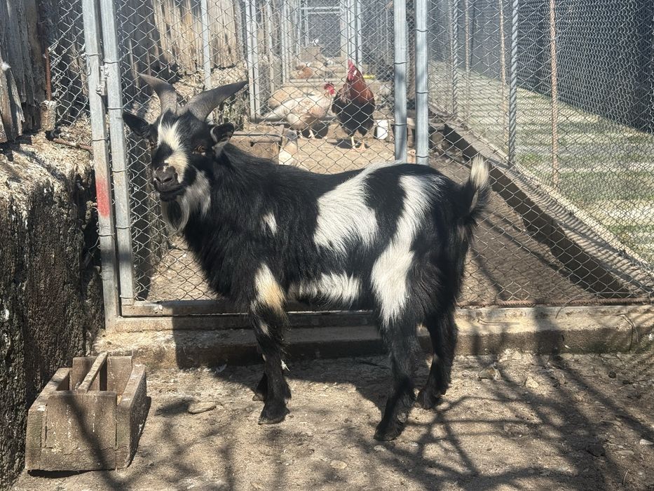 Мини коза -50см височина