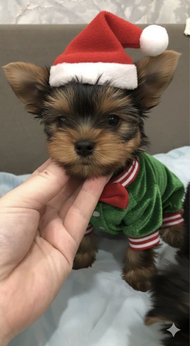 Йоркширский терьер в продаже