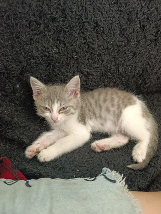 Отдам котенка в хорошим руки