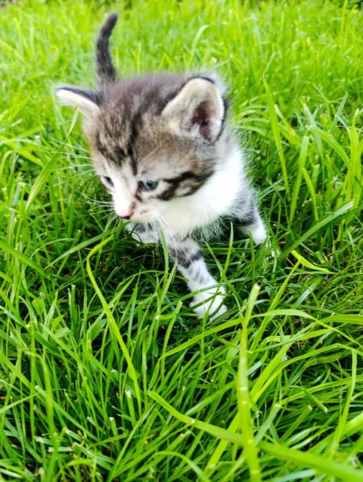 подарявам малки котета