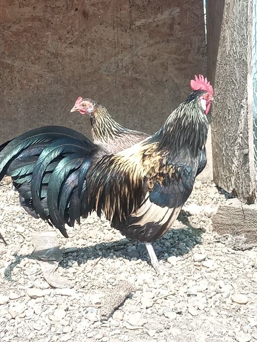 Pereche Phoenix 1+1