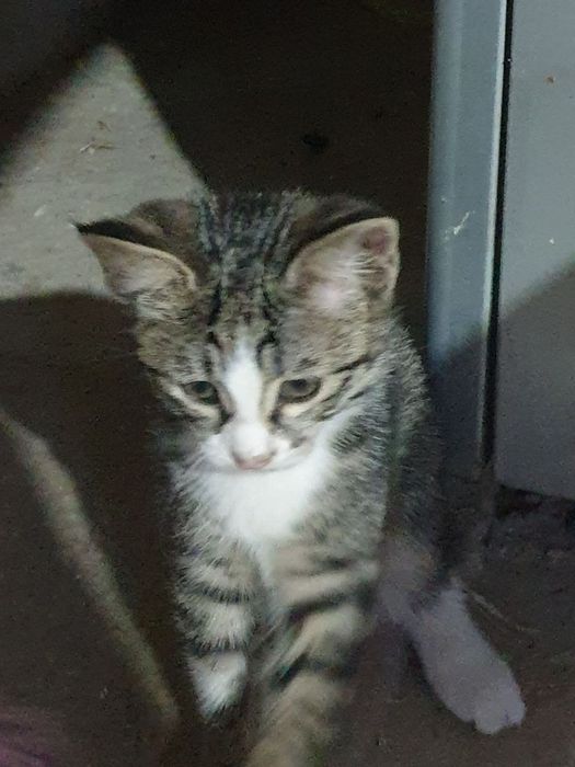 Котёнок,  девочка, 2 месяца, красотка, отдадим в добрые,заботливые рук