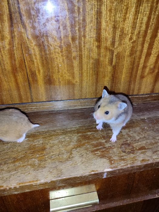 Две хомяка сирийские молодые самки Смотрите 6 фото Читайте описании