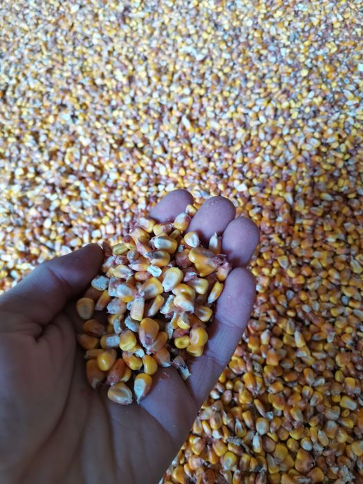 Porumb graunte boabe