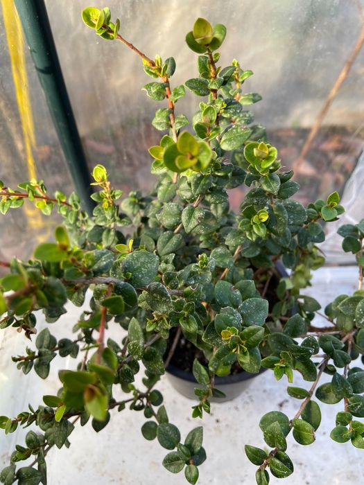 Ягодова мирта, чилийска гуава, Ugni molinae, растения плододаващи