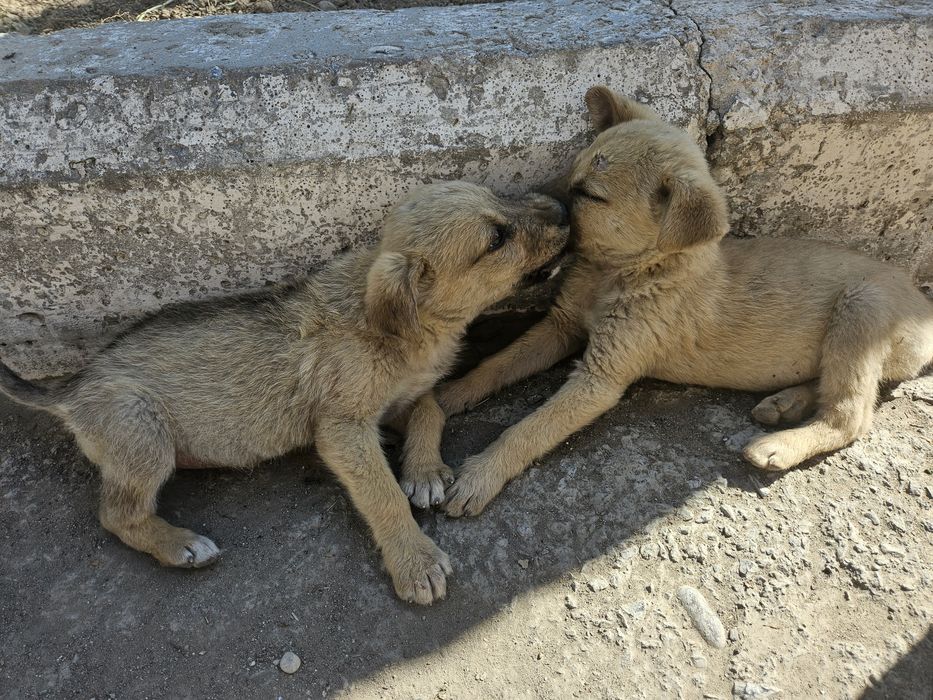 Щенки в добрые руки