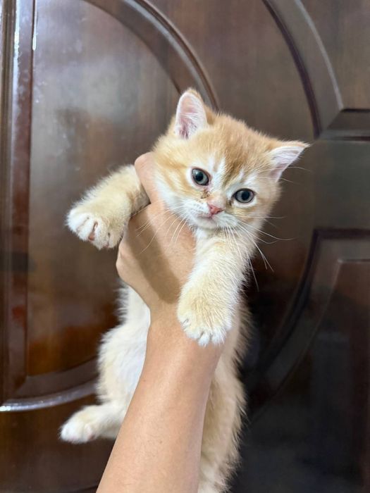 Scotish straight, Skotsh strayt