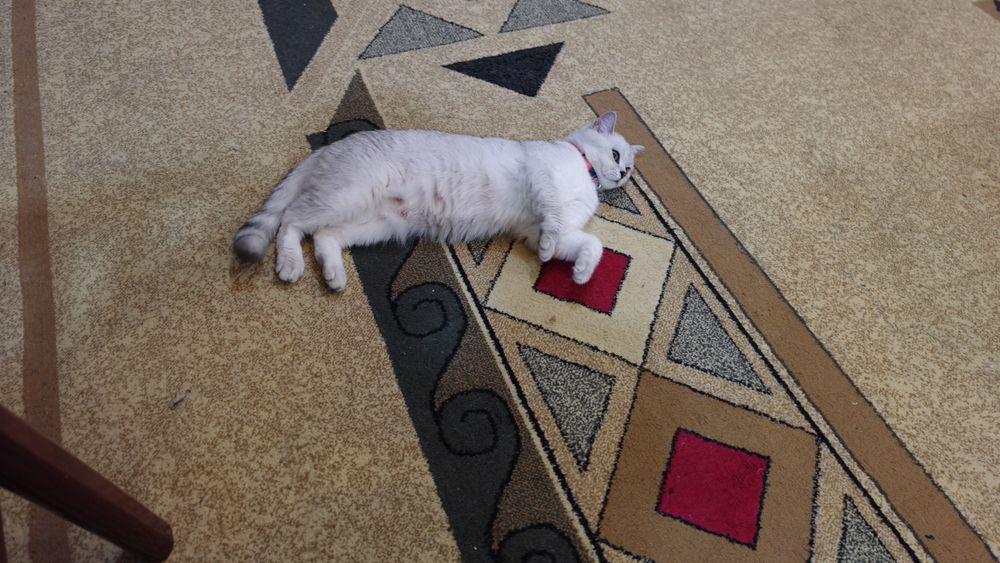 Продается  британский  кошки и котятаи котята.